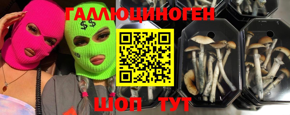 Алексеевка  купить  цена  Вход с VPN  Галлюциногенные грибы Psilocybine cubensis  Галлюциногенные грибы Cubensis 